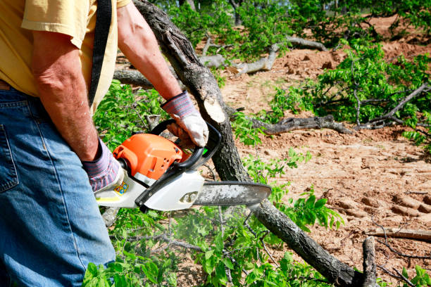 Best Tree Trimming Near Me  in Casey, IL